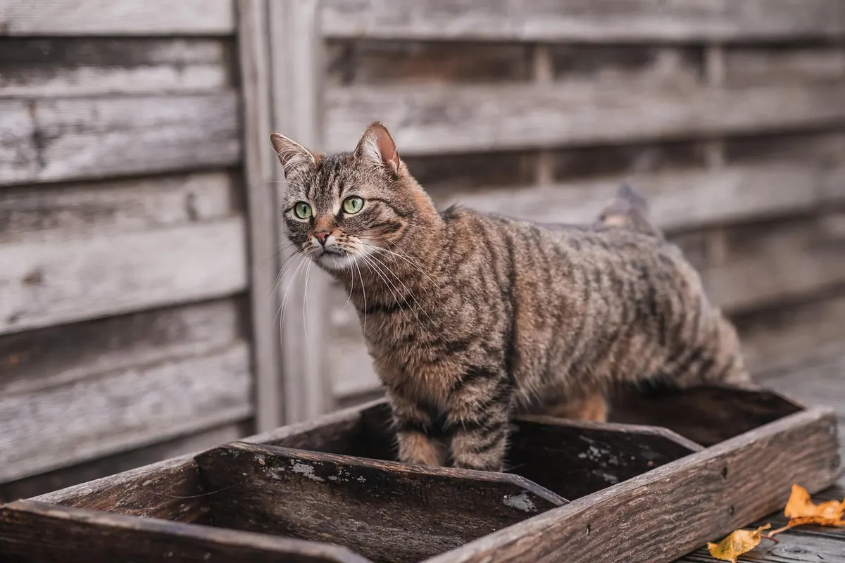 Robot Vacuum vs. Cordless Stick Vacuum: Which Is Better for Pet Hair?
